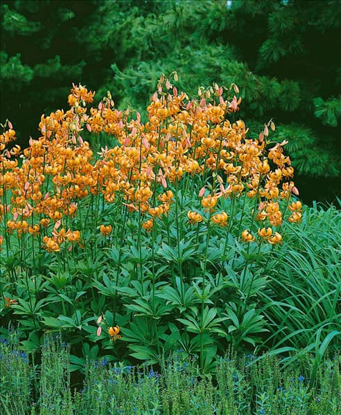 Lilium MARTAGON STRAIN