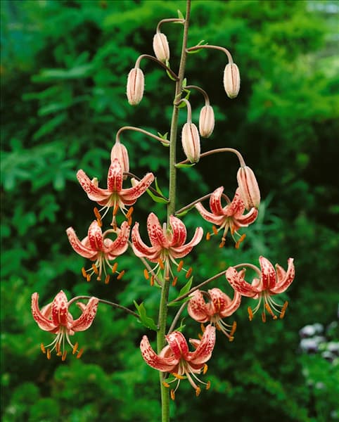 Lilium MARTAGON RUBRUM