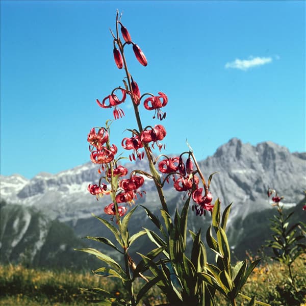 Lilium MARTAGON