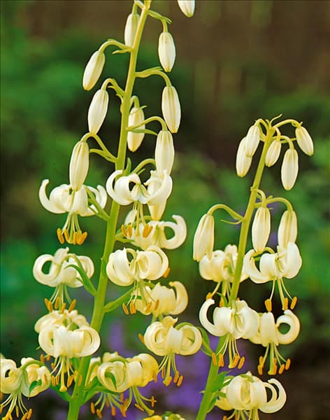 Lilium MARTAGON