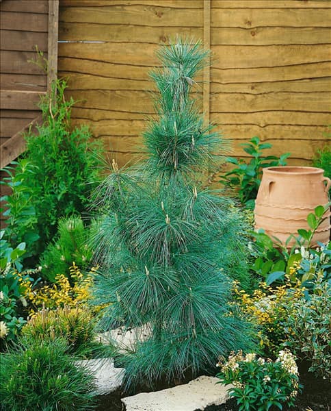 Pinus wallichiana Densa Hill