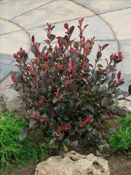 Photinia fraseri Little Red Robin