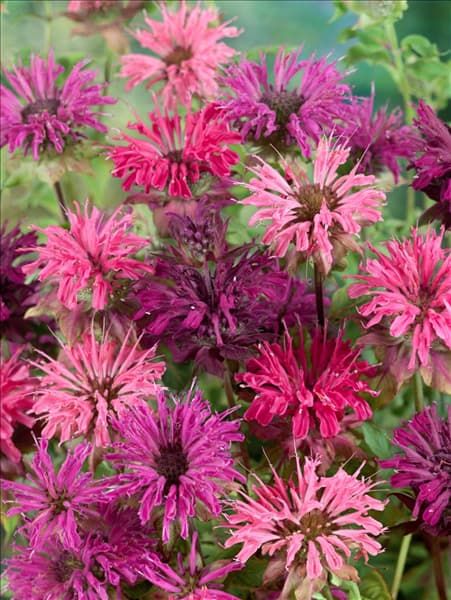 Monarda didyma