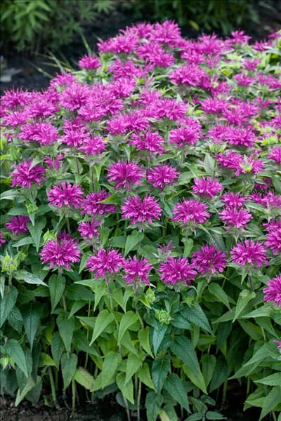 Monarda didyma Grand Parade