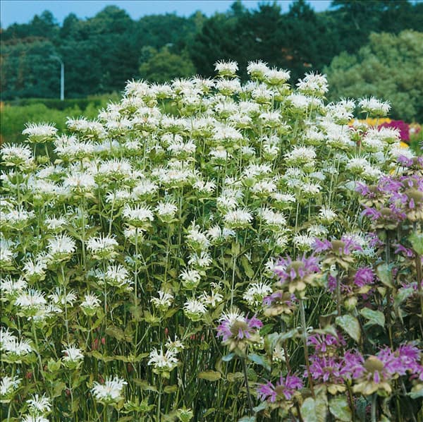 MONARDA DIDYMA ALBA