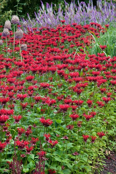 Monarda didyma Gardenview Scarlet