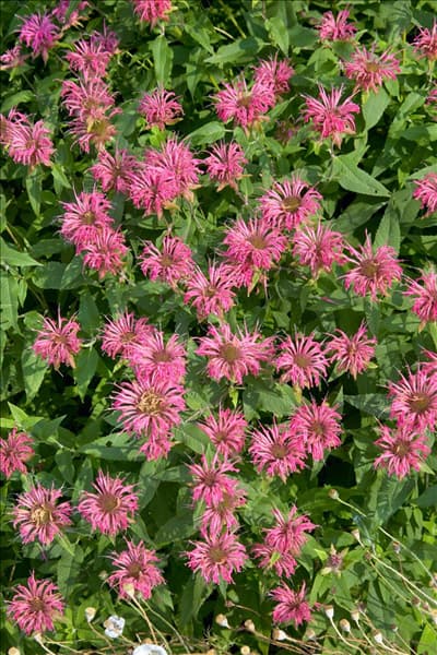 Monarda didyma