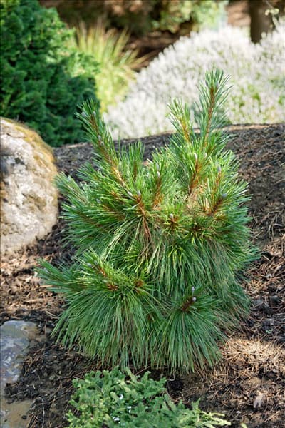 Pinus x schwerinii Wiethorst