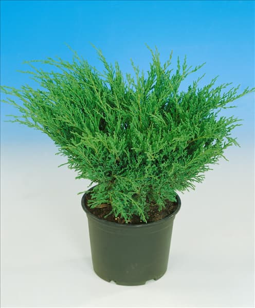 Juniperus horizontalis Andorra Compact