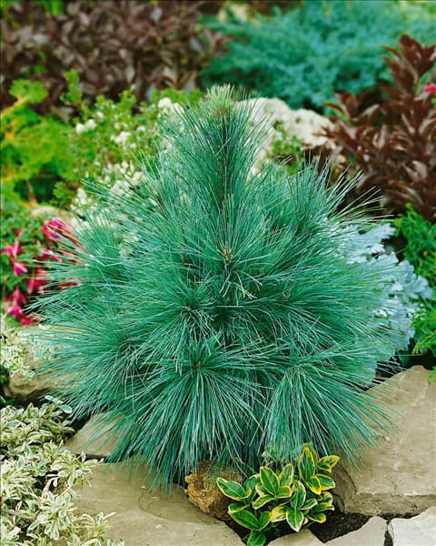 Pinus x schwerinii Wiethorst