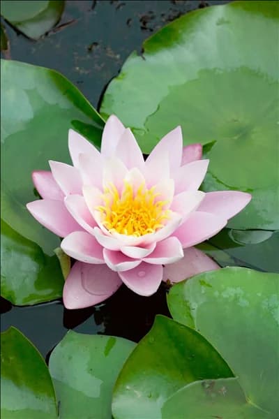 Nymphaea Berthold