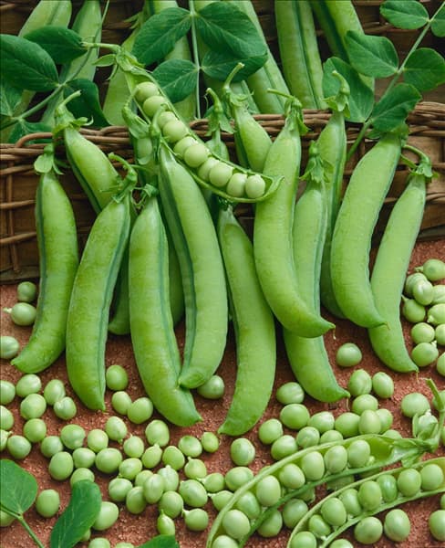 Erbse / Pisum sativum Christoforo Colombo
