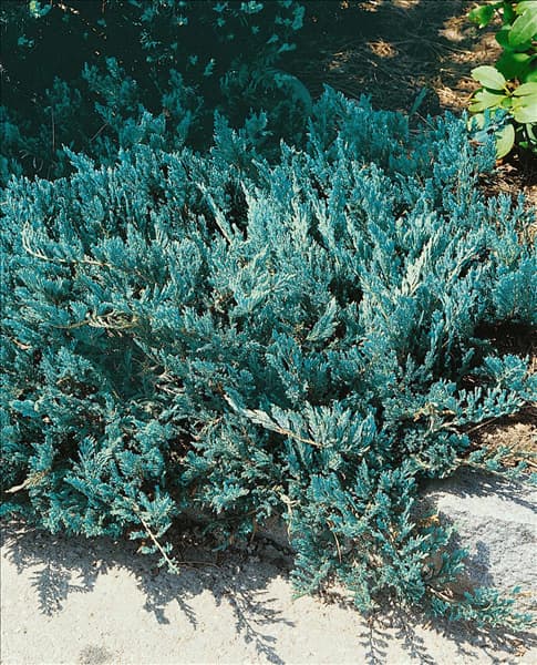 Juniperus horizontalis Blue Chip