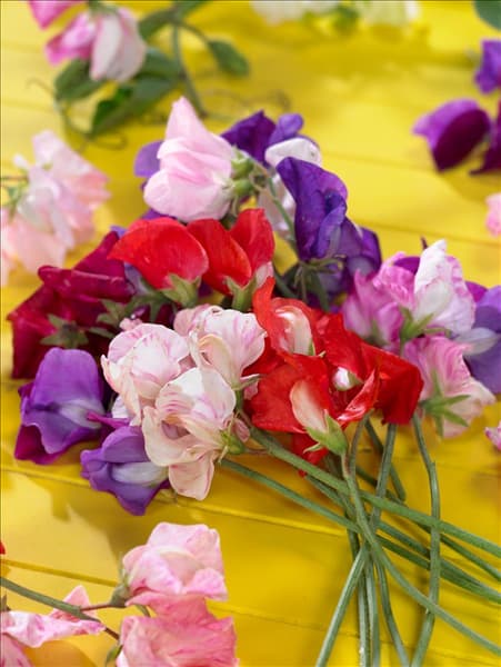 Lathyrus odoratus Fragrantissima
