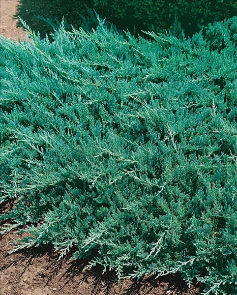 JUNIPERUS HORIZONTALIS BLUE CHIP