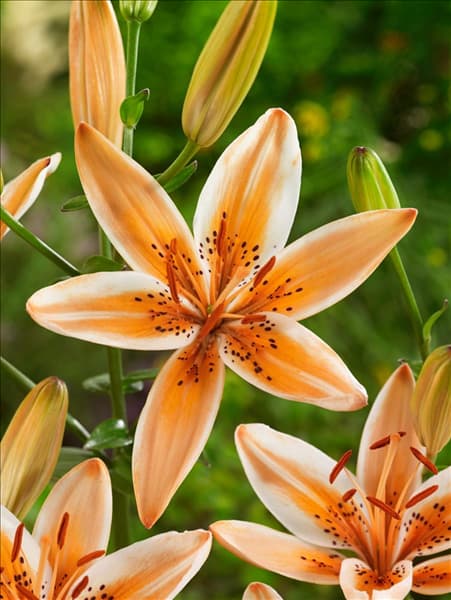 Lilium Asiatic Orange Electric