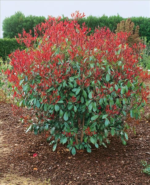 Photinia x fraseri Red Robin