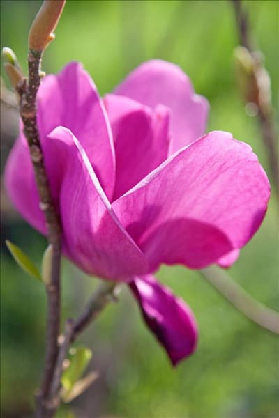 Magnolia Cleopatre