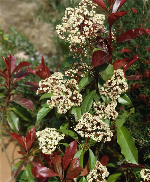 Photinia x fraseri Red Robin