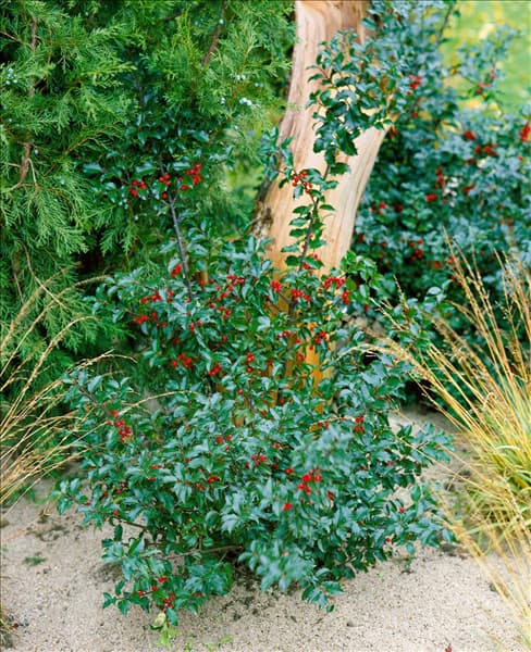 ILEX X MESERVEAE TYPE BLUE PRINCESS