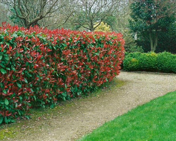Photinia x fraseri Red Robin