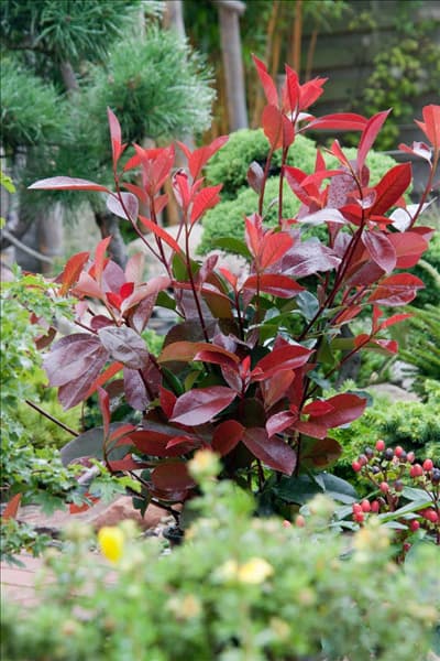 Photinia x fraseri Red Robin