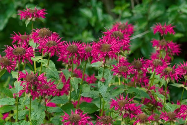 Monarda Raspberry Wine