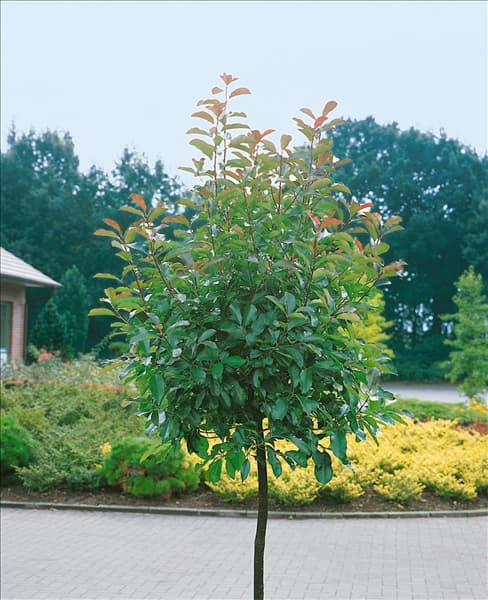 Photinia fraseri Red Robin / Hochstamm