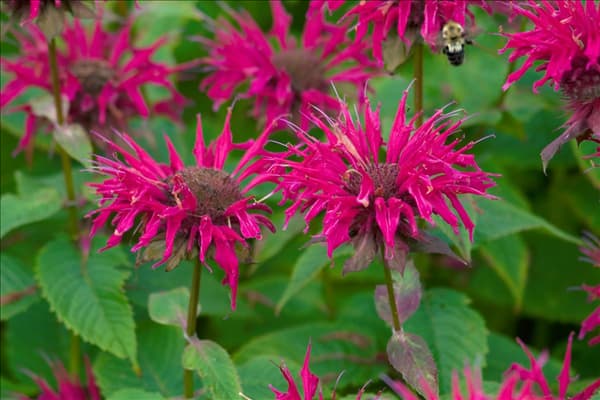 Monarda Raspberry Wine