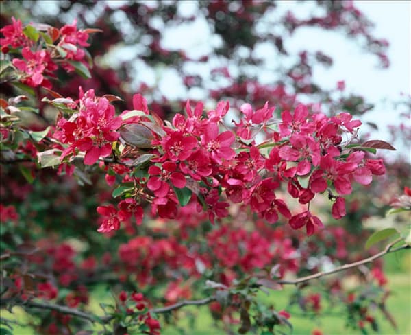MALUS PROFUSION / DETAIL