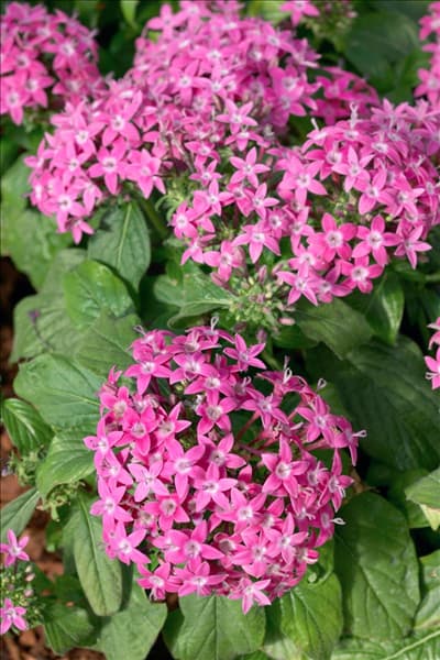 Pentas lanceolata Graffiti Violet