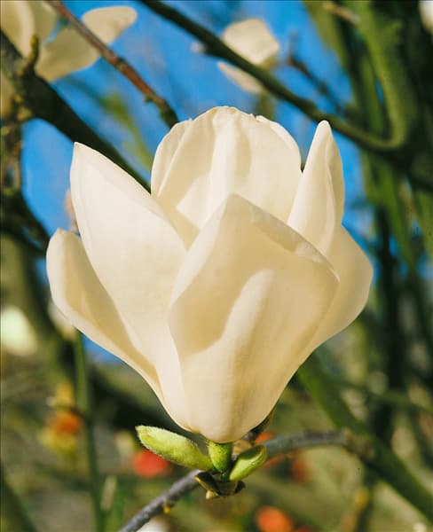Magnolia denudata
