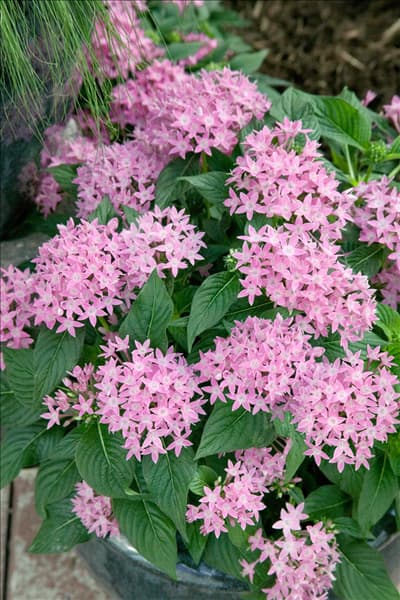 Pentas lanceolata Graffiti Pink