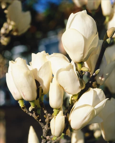 Magnolia denudata