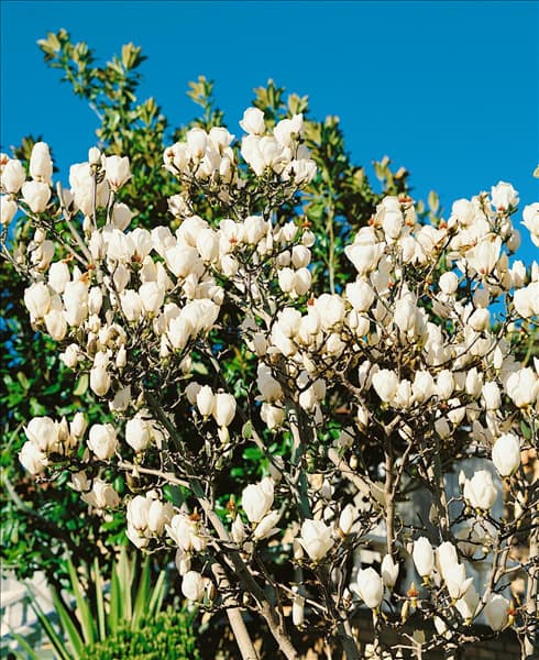 Magnolia denudata
