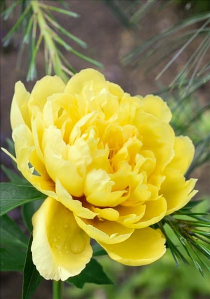 Paeonia Singing in the Rain