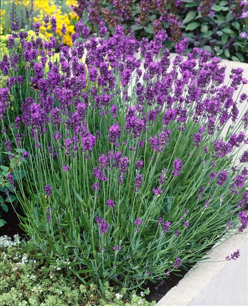 Lavandula angustifolia Munstead