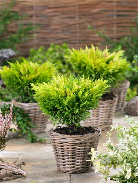 Juniperus horizontalis Limeglow im Topf