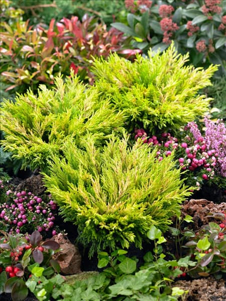 Juniperus horizontalis Limeglow