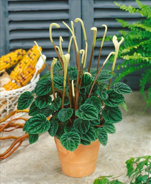 Peperomia caperata Lilian