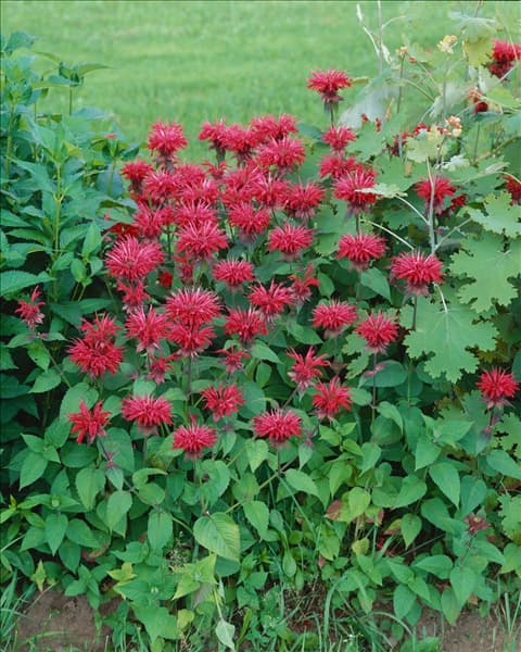 MONARDA CAMBRIDGE SCARLET