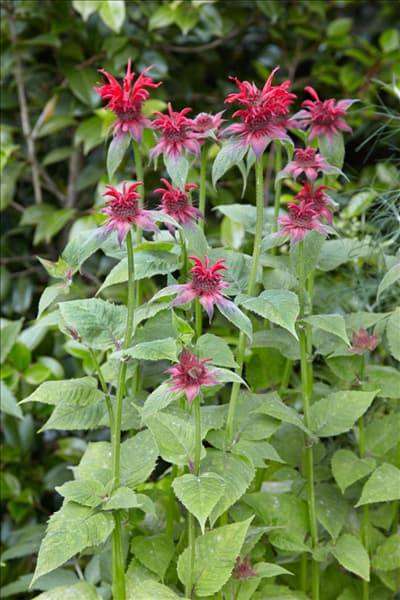 Monarda Cambridge Scarlet