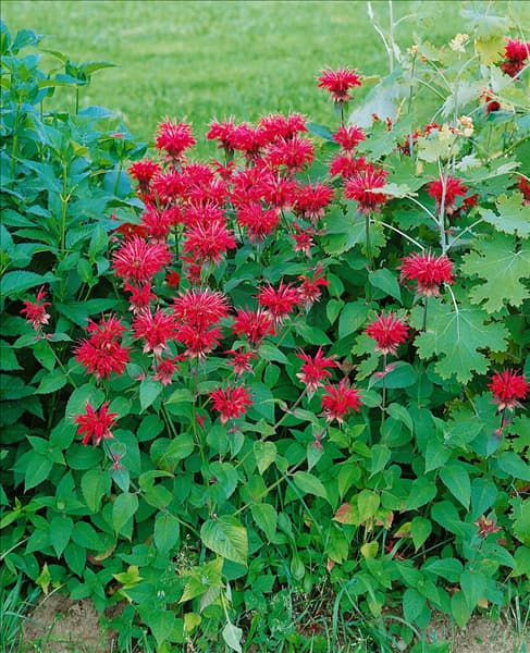 MONARDA CAMBRIDGE SCARLET