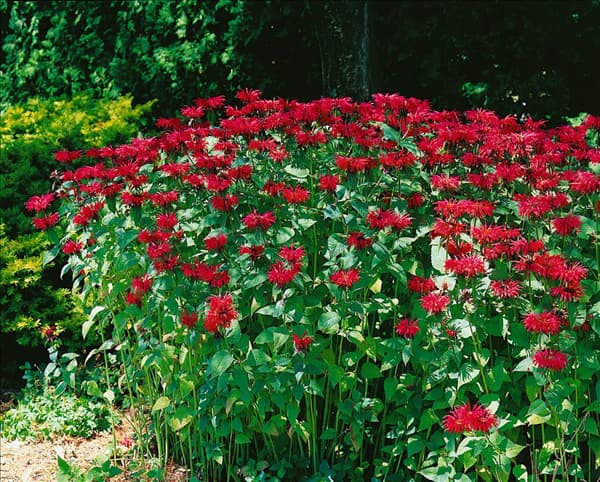 MONARDA CAMBRIDGE SCARLET