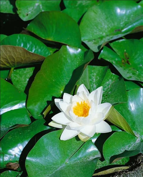 Nymphaea odorata
