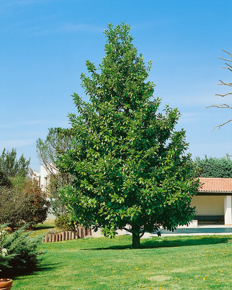 MAGNOLIA GRANDIFLORA GOLIATH