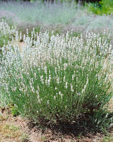 LAVANDULA ANGUSTIFOLIA ALBA / LAVENDEL