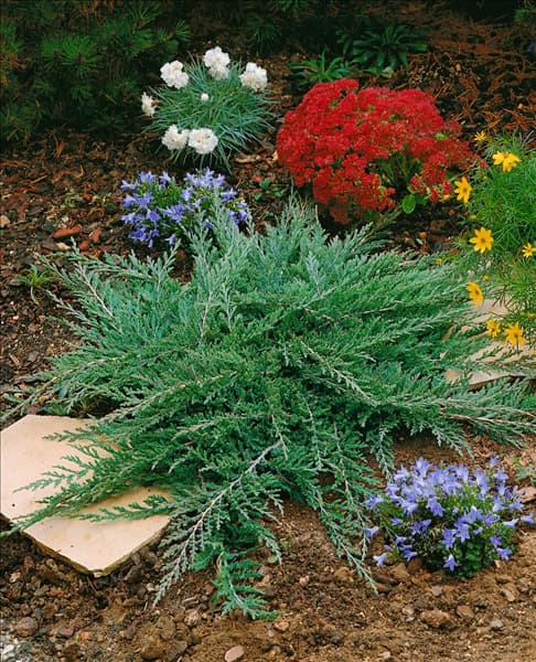 Juniperus horizontalis Prince of Wales