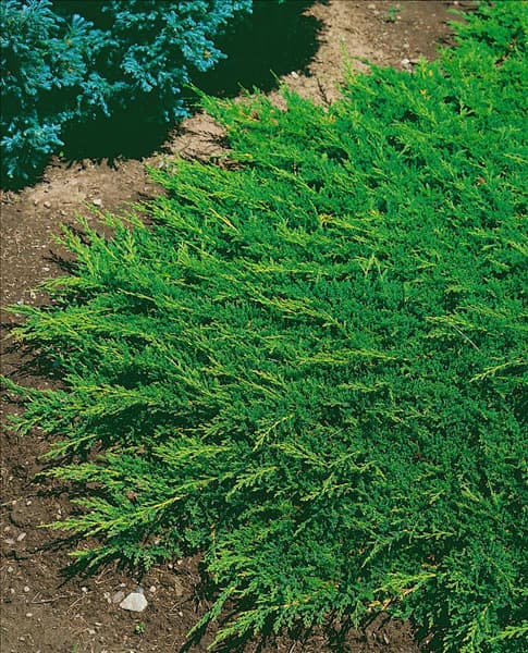 Juniperus horizontalis Prince of Wales