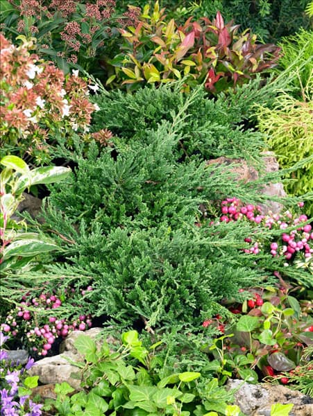 Juniperus horizontalis Prince of Wales